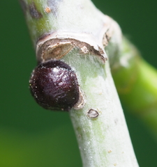 Parthenolecanium corni