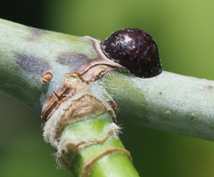 Parthenolecanium corni