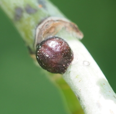 Parthenolecanium corni