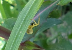Misumenops