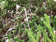 Lycopodium lagopus