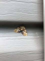 Plagodis phlogosaria