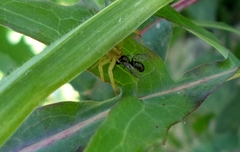 Misumenops