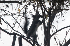 Sciurus vulgaris orientis