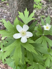 Anemonastrum canadense