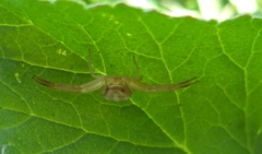 Misumenops