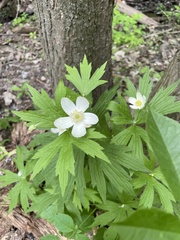 Anemonastrum canadense