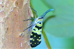 Pyrops viridirostris