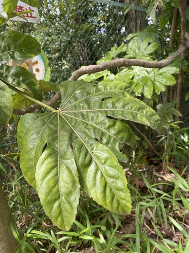 Fatsia japonica iNat (3)
