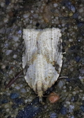 Clepsis spectrana