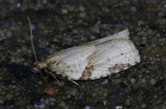 Clepsis spectrana