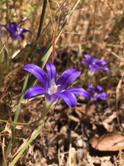 Brodiaea coronaria