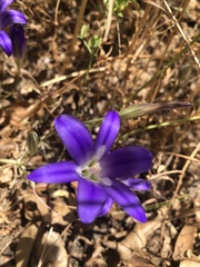 Brodiaea coronaria