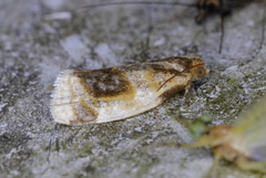 Clepsis melaleucanus