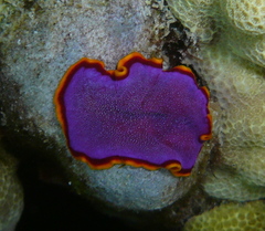 Pseudoceros ferrugineus