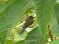 Saltator striatipectus