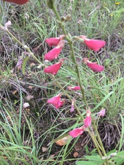 Tephrosia onobrychoides