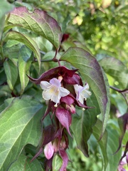 Leycesteria