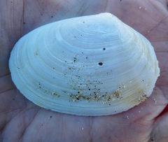 Periploma planiusculum