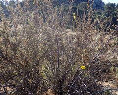 Fremontodendron
