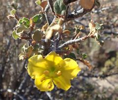 Fremontodendron