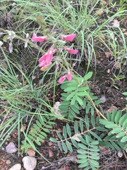 Tephrosia onobrychoides