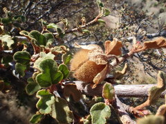 Fremontodendron