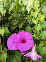 Ipomoea lozanii
