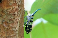 Pyrops viridirostris