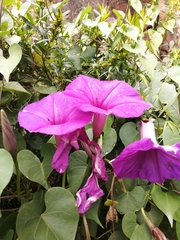 Ipomoea lozanii