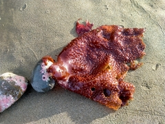 Sarcothalia circumcincta
