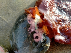 Sarcothalia circumcincta