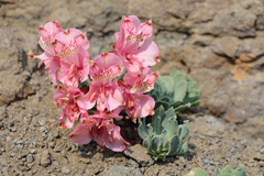 Alstroemeria umbellata