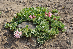 Alstroemeria umbellata