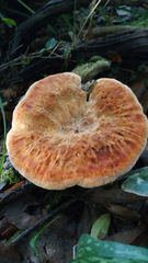 Piptoporellus soloniensis