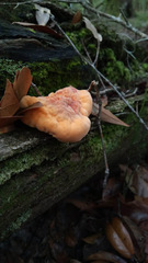 Piptoporellus soloniensis