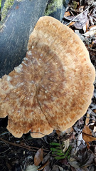 Piptoporellus soloniensis