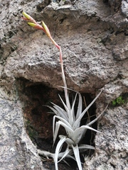 Tillandsia albida