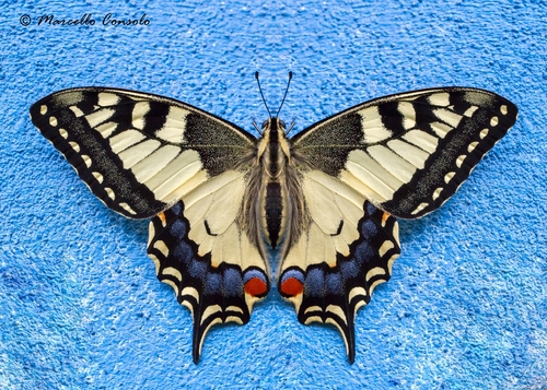 MB01/50 A+/A Papilio oribazus Butterflies & Moths Swallowtail Papilio 