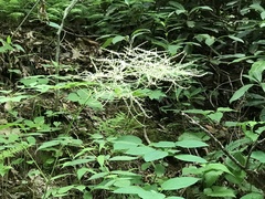 Aruncus