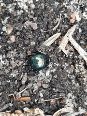 Saprinus pensylvanicus