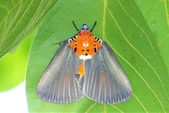 Peridrome orbicularis