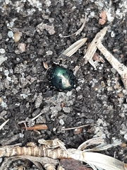 Saprinus pensylvanicus