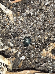 Saprinus pensylvanicus