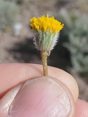 Erigeron aphanactis