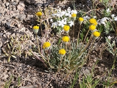 Erigeron aphanactis