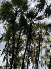 Acoelorraphe wrightii