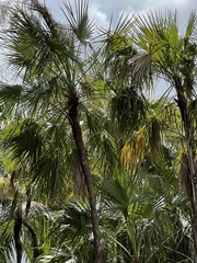 Acoelorraphe wrightii