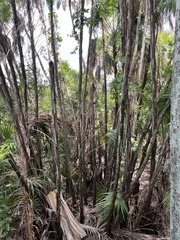 Acoelorraphe wrightii