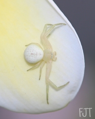 Thomisidae